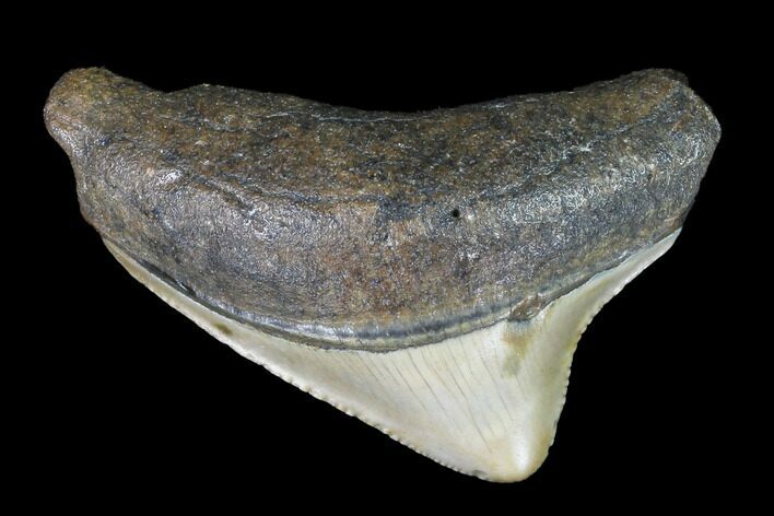 Posterior Megalodon Tooth - North Carolina #101241